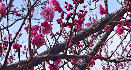 春有约 花不误｜白鹿原影视城的春天是秦岭腹地最美的画卷